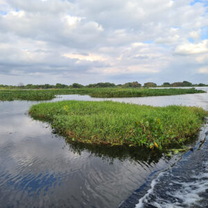 Pantanal de Porto Murtinho