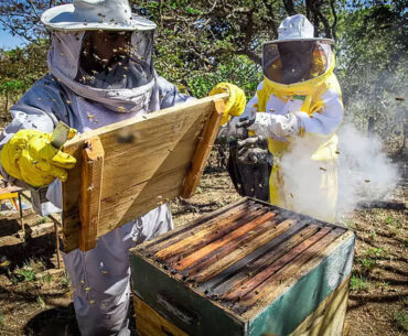 Zeca cobra fiscalização sobre pulverização de agrotóxico à base de fipronil em MS